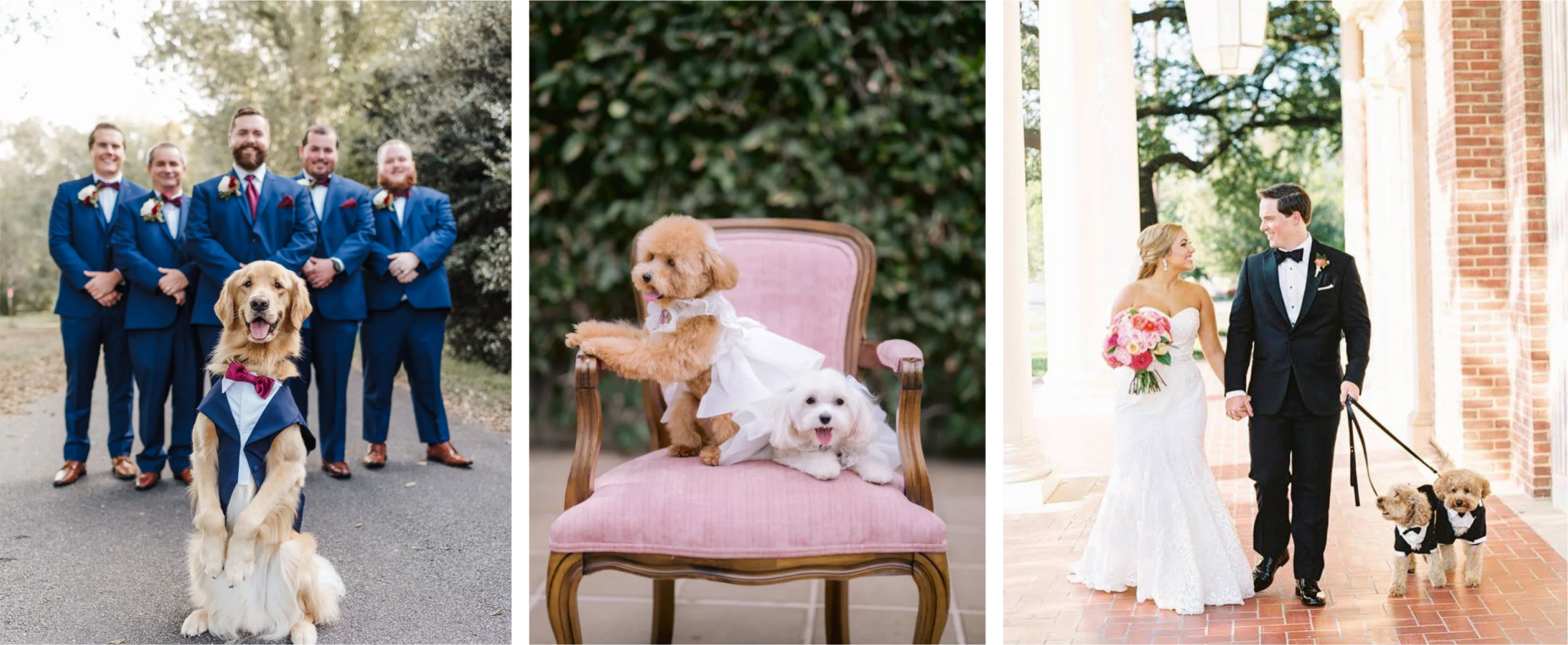 Creating Pet-Friendly Wedding Celebrations